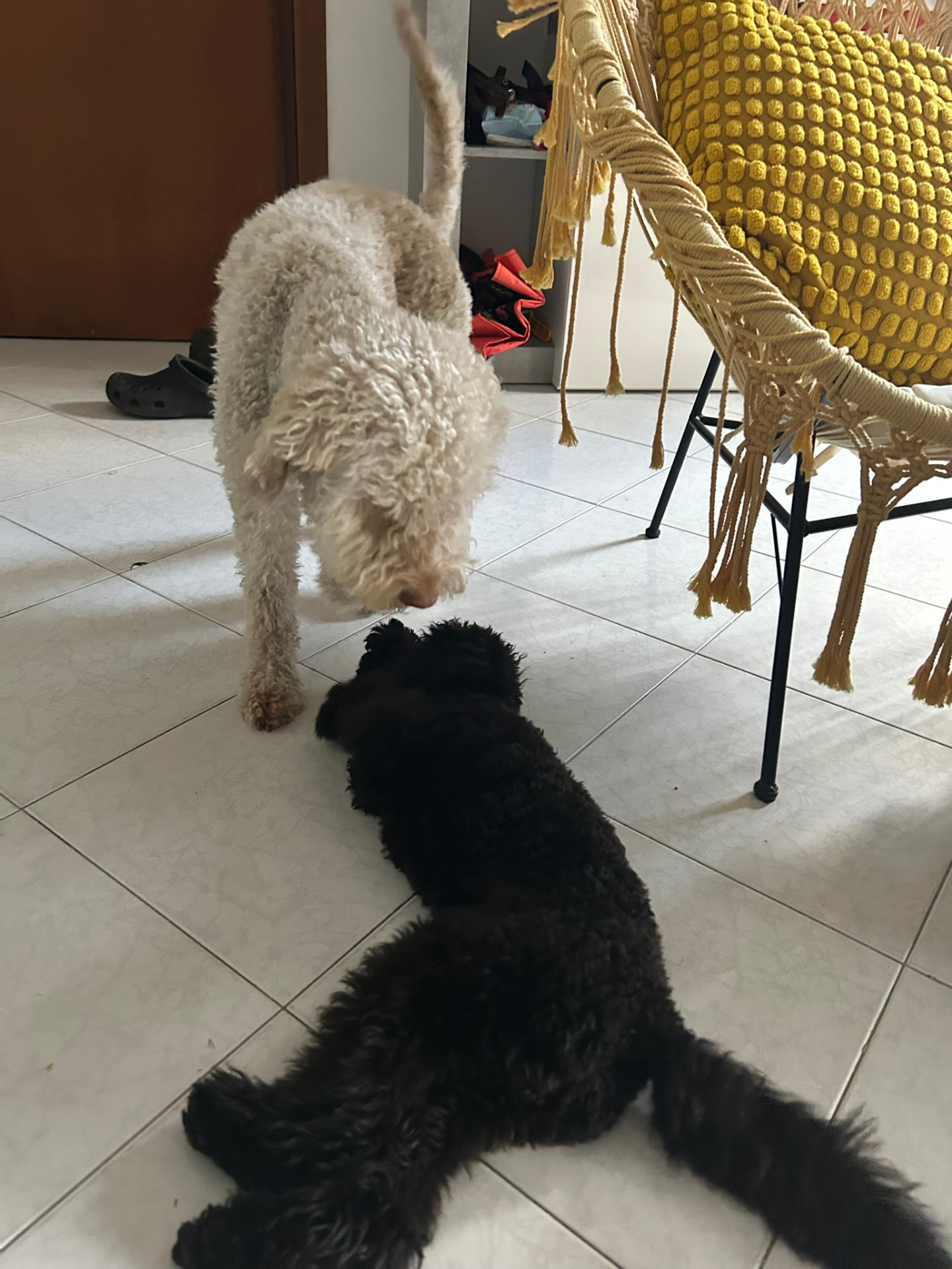 Due cani ospiti dell'asilo giocano insieme in casa