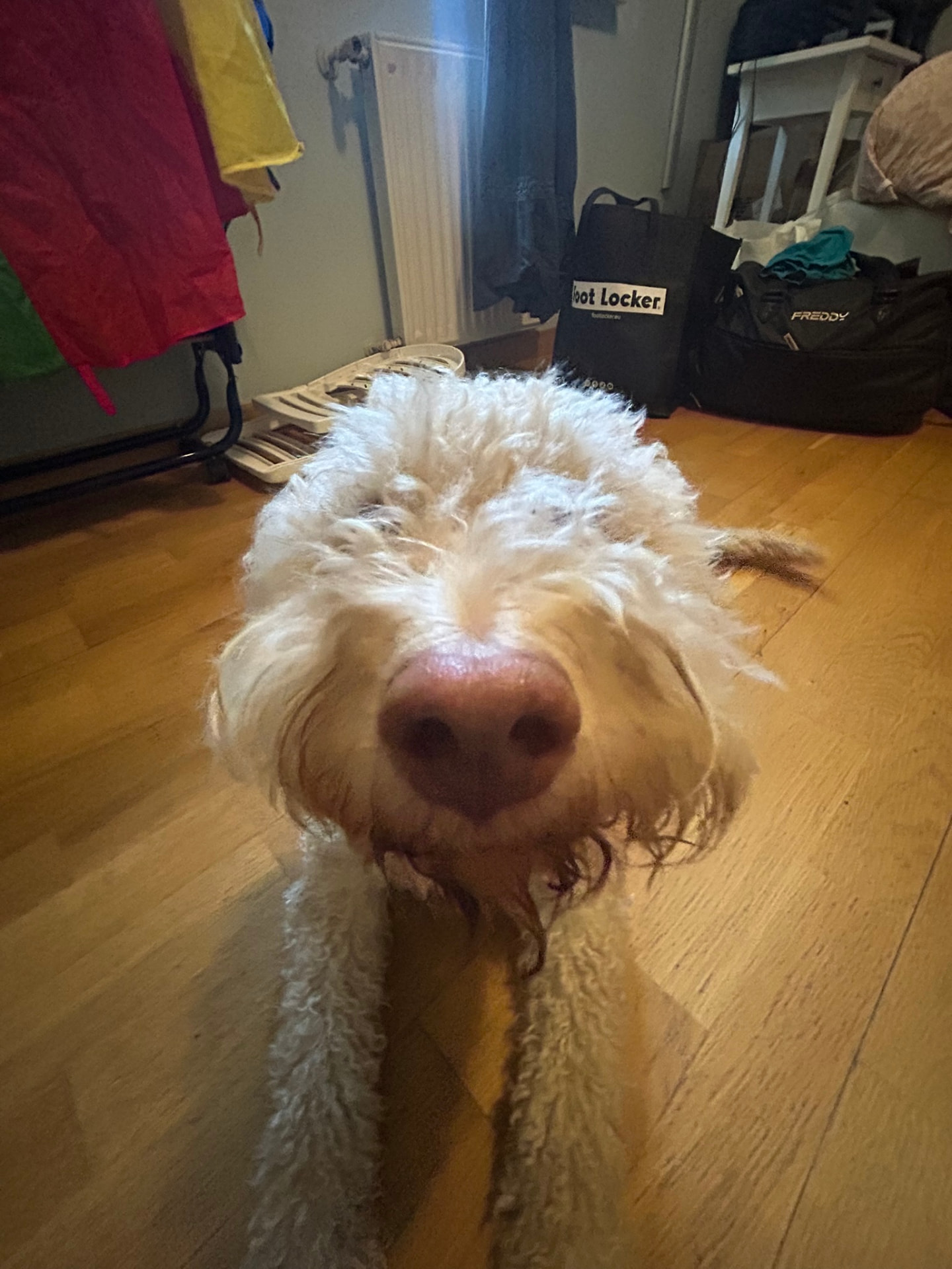 Lagotto in primo piano, in casa