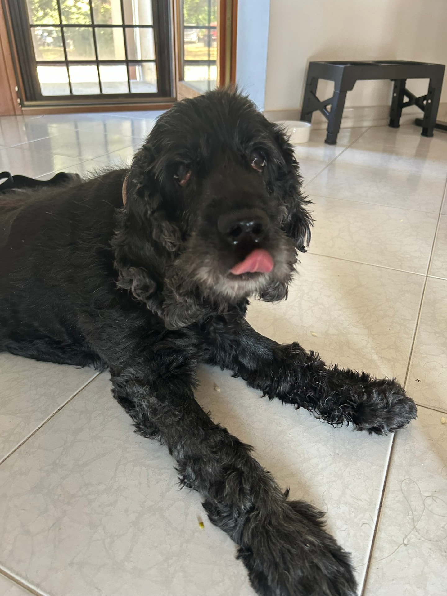 Cane rilassato sul pavimento vicino alla finestra
