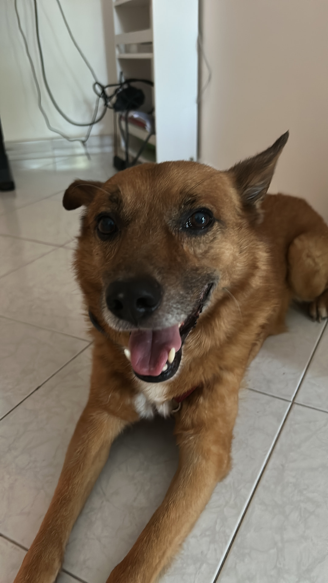 Cane adulto che sorride alla fotocamera in casa