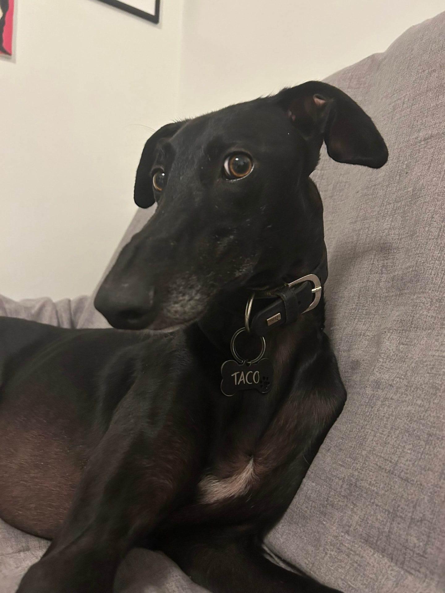 Cane nero rilassato sul divano