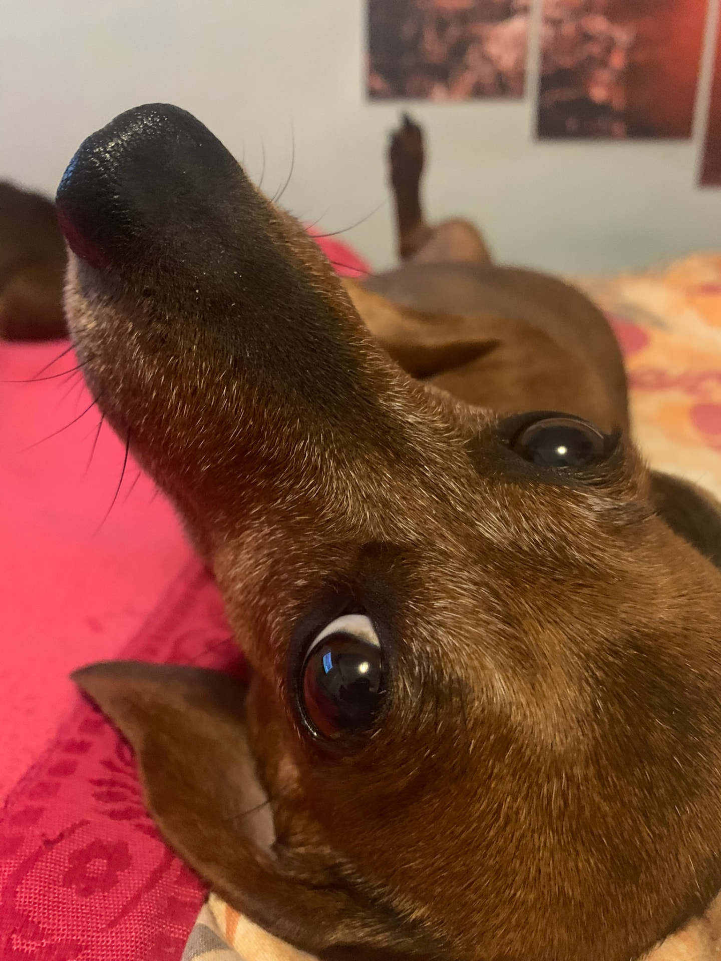 Pinscher riposa sul letto tra le coperte