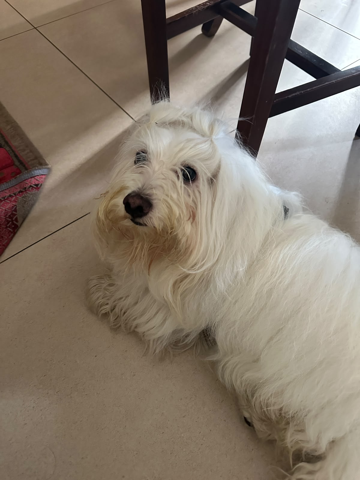 Cane bianco a pelo lungo sdraiato in casa