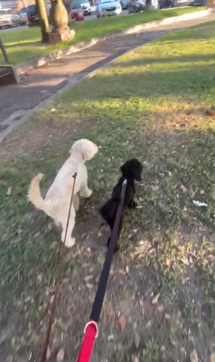 Due cani a passeggio al guinzaglio in un parco dei Castelli Romani