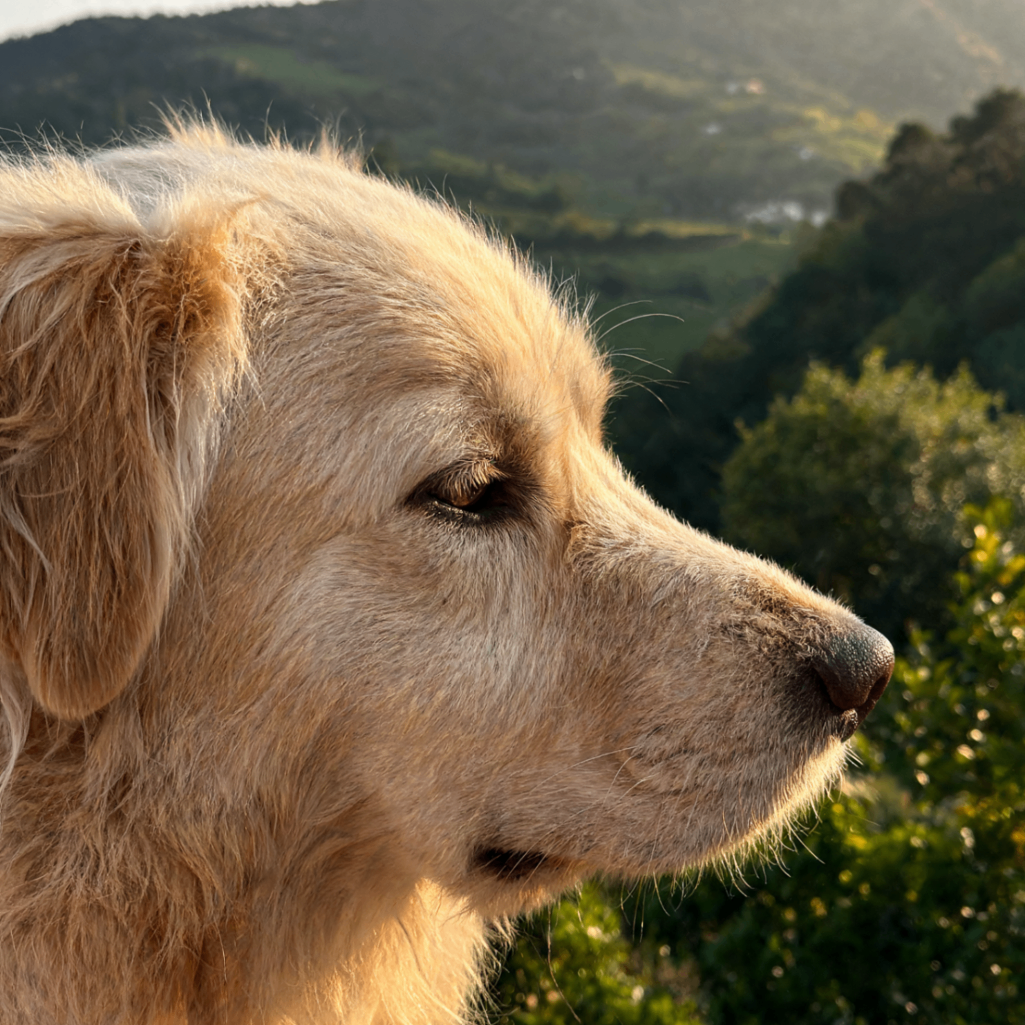 Golden retriever sereno immerso nel verde dei Castelli Romani